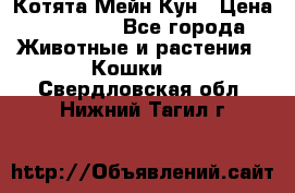 Котята Мейн Кун › Цена ­ 15 000 - Все города Животные и растения » Кошки   . Свердловская обл.,Нижний Тагил г.